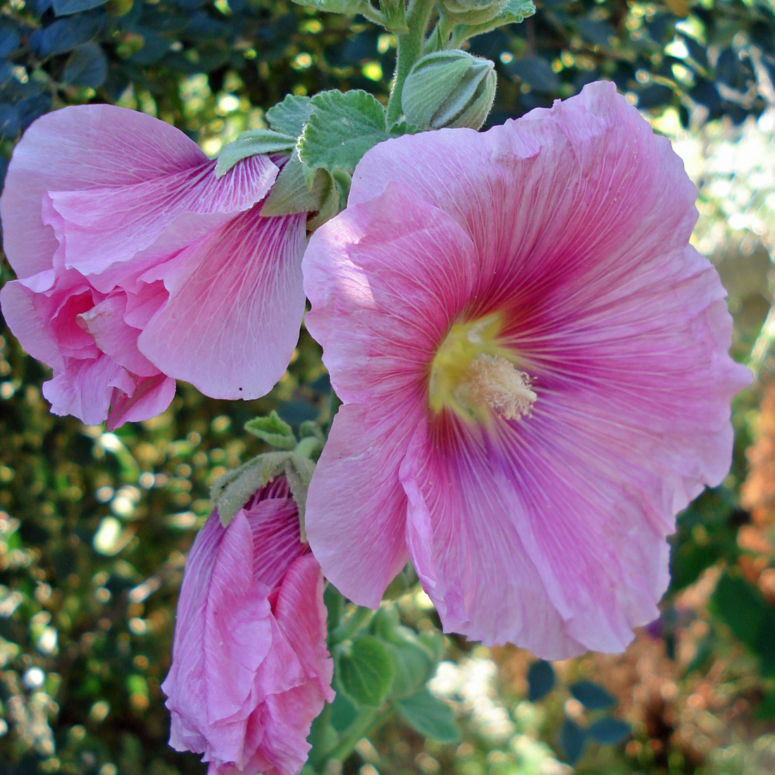 Arborix, grüner und billiger 6 x Stockrose - Alcea rosea 'Rosea' | Topf 9cm x 9cm VPL-ALCEROSROS