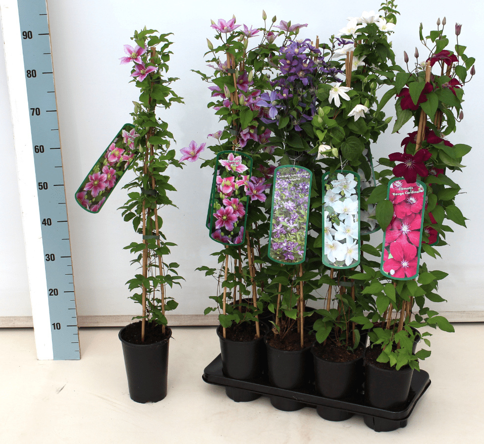 Pflanzen-für-dich.de Clematis mandschurica, weiß, 60–100 cm