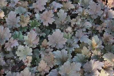 GRDplanten 6 x Heuchera hybr. 'Binoche'® - Purpurglöckchen - Topf 9 x 9 cm