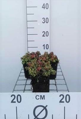 GRDplanten 6 x Sedum oreganum - Fettblatt - Topf 9 x 9 cm