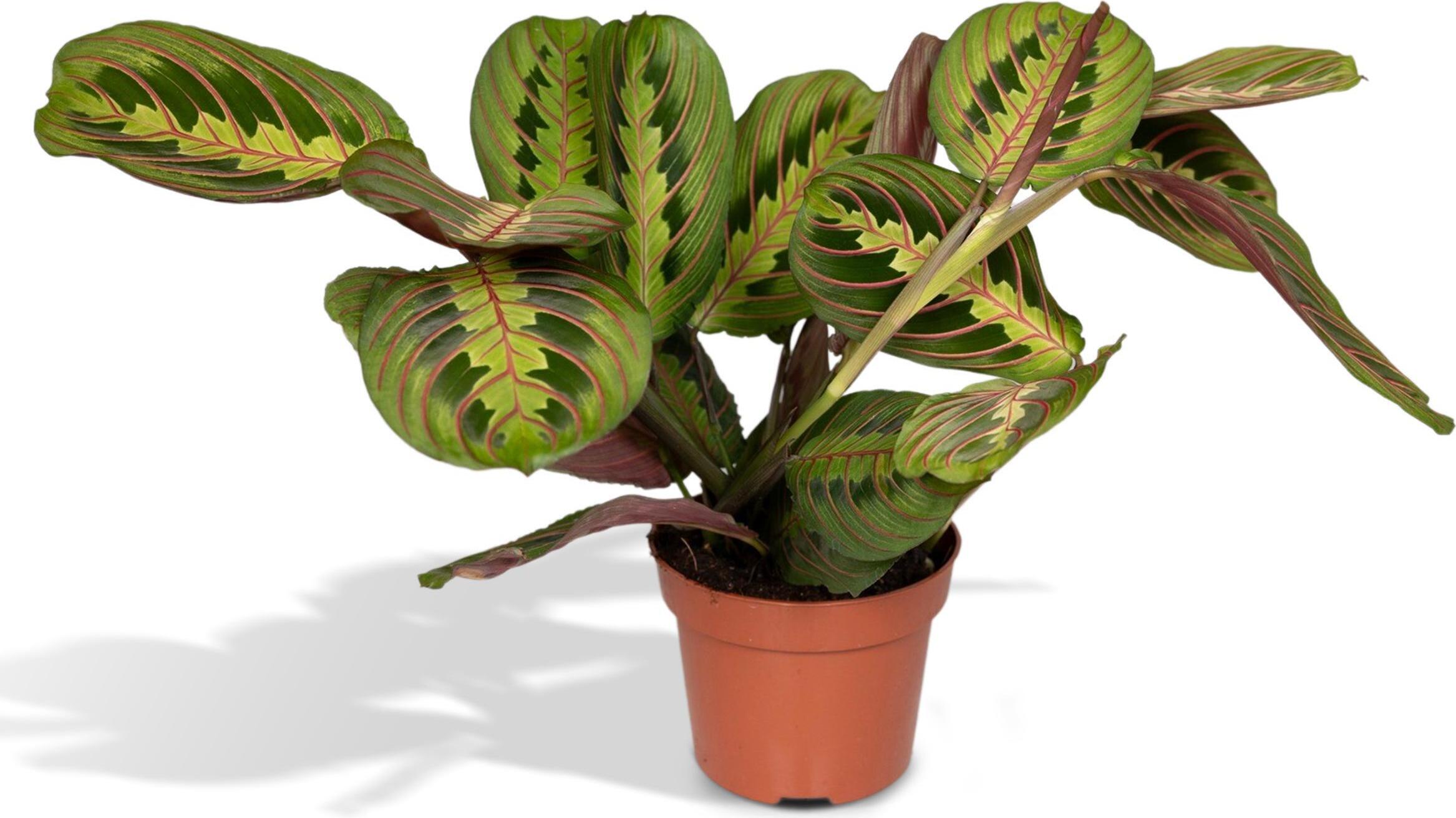 Meergroothandel Maranta Fascinator (Pfeilwurz) - 20 cm, Ø12 cm 2923
