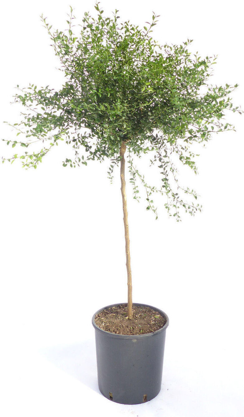 Blumen-Senf Australische Fingerlimette 70-100 cm – Caviar-Limette – Microcitrus australasica – Exotische Frucht, intensiver Geschmack, ideal für Cocktails & Küche