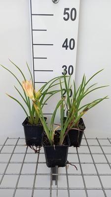 GRDplanten 6 x Hemerocallis hybr. 'On And On' - taglilie - Topf 9 x 9 cm