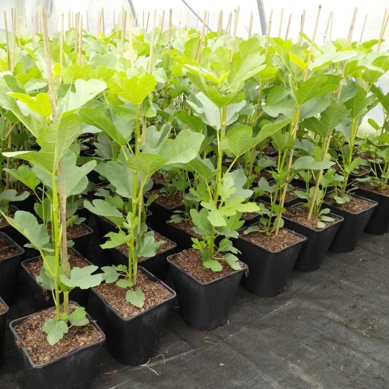 Müllers Grüner Garten Shop Desert King - Feige Feigenbaum 3 Liter 8523-001