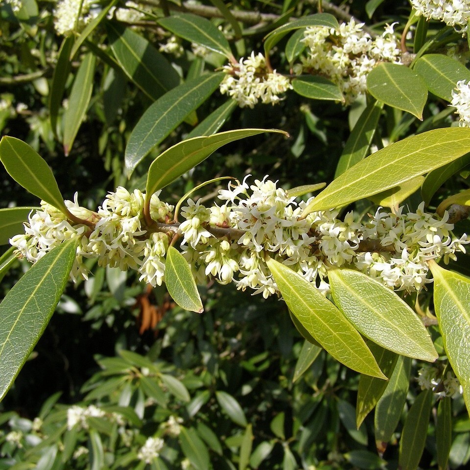 Müllers Grüner Garten Shop Frühlingsduftblüte Osmanthus burkwoodii 3 Liter Topfballen 9063-001