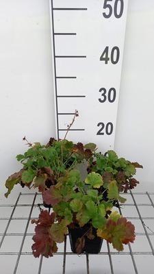 GRDplanten 6 x Geum hybr. 'Mango Lassi' - Nelkenwurz - Topf 9 x 9 cm