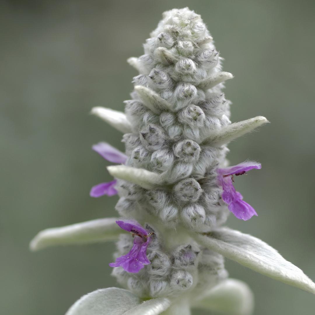 Oasis of Life Stachys byzantina Bodendecker Staude 12 Pflanzen Ø9cm Winterharte Staude