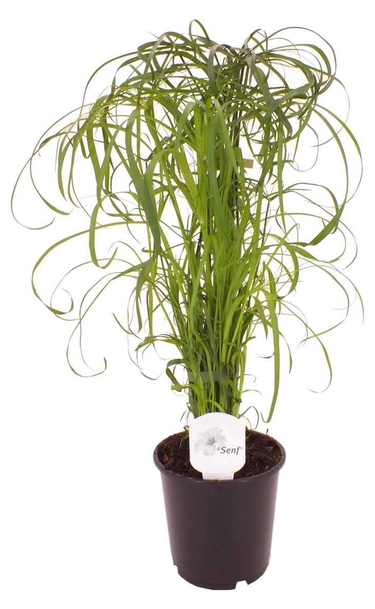 Blumen-Senf Zyperngras Cyperus alternifolius 60 cm Wasserpalme