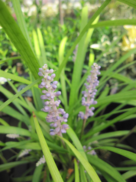 Baumschule Liriope muscari Big Blue - Lilientraube - Glöckchentraube - 15-20cm
