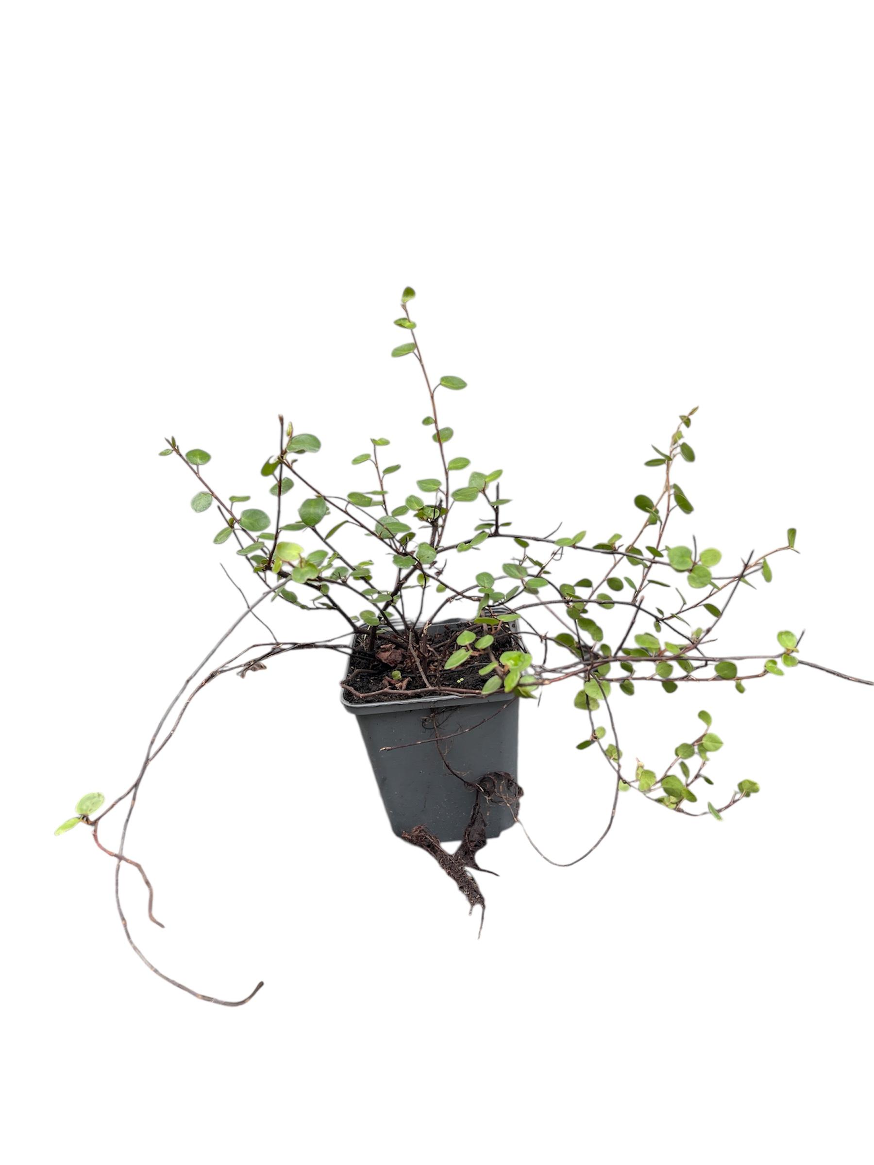 GRDplanten 6 x Muehlenbeckia axillaris ( complexa) - Muehlenbeckia - Topf 9 x 9 cm