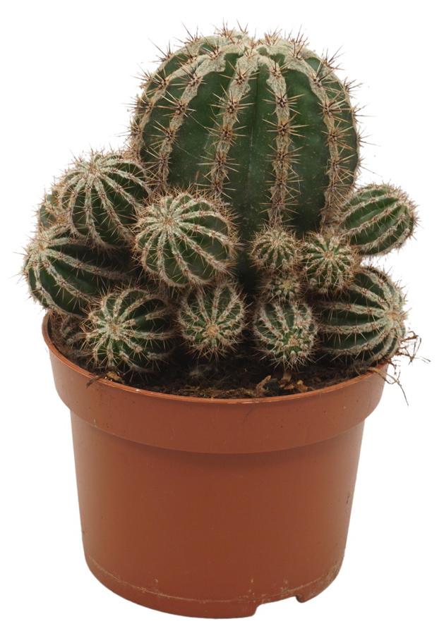 Exotenherz Bauernkaktus - Echinopsis cv. haku-jo maru - 10,5cm Topf - pflegeleichte Zimmerpflanze 503229082024