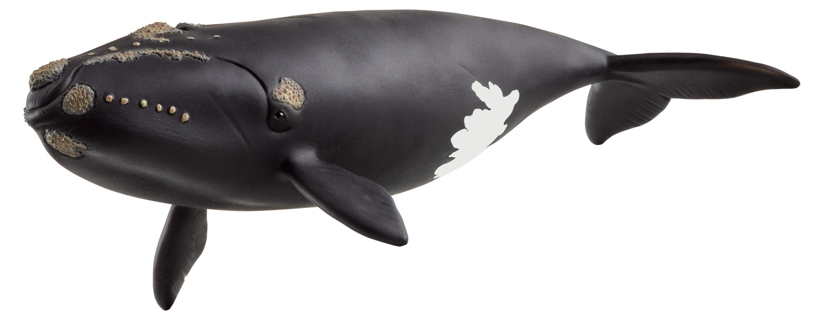 schleich WILD LIFE Nordatlantischer Glattwal, 3 Jahr(e), Ice & Ocean, Wild animals / adventure toys, Mehrfarbig 14878