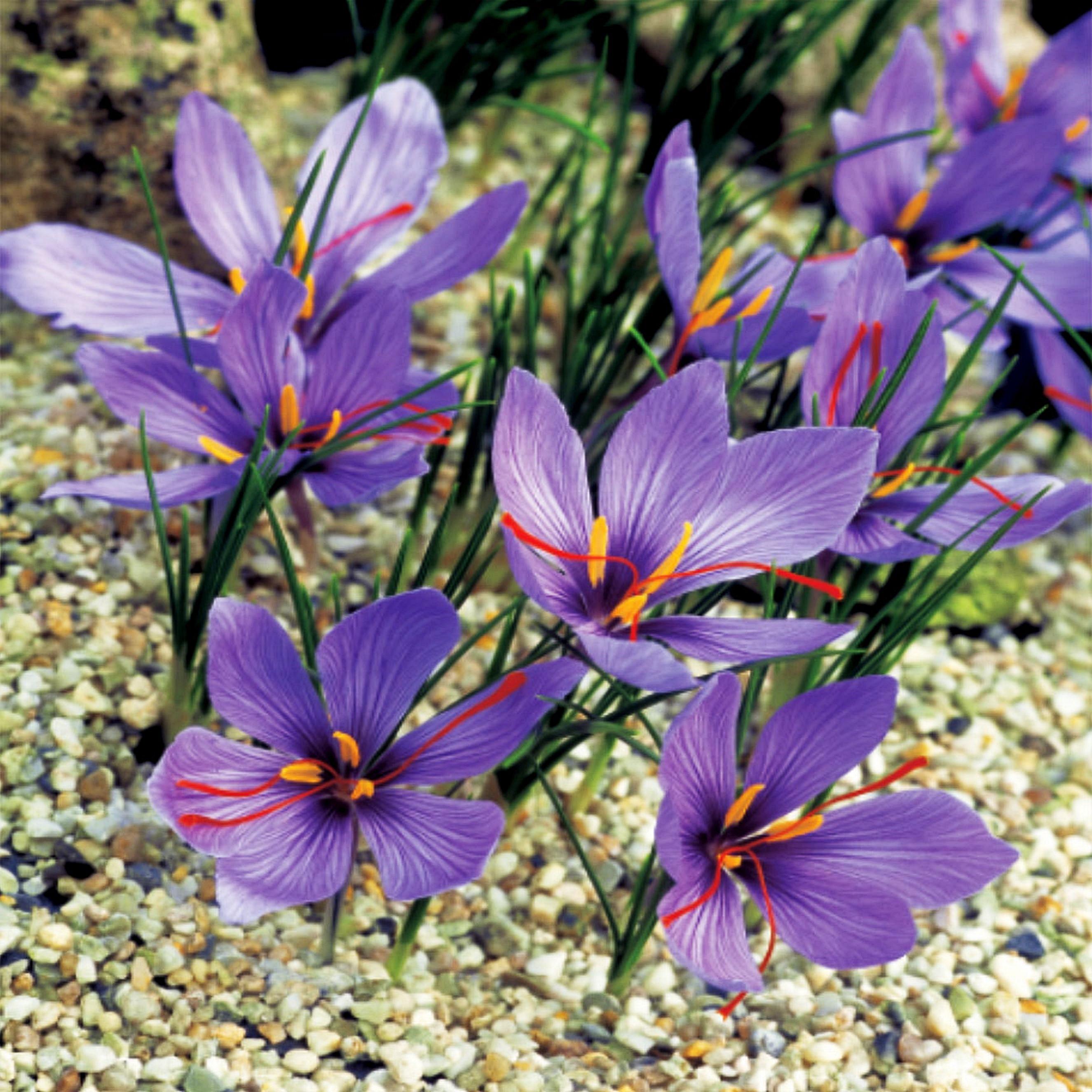 Benex Blumenzwiebeln Blumen Zwiebeln Crocus Herbstkrokus Sativus 5 St.