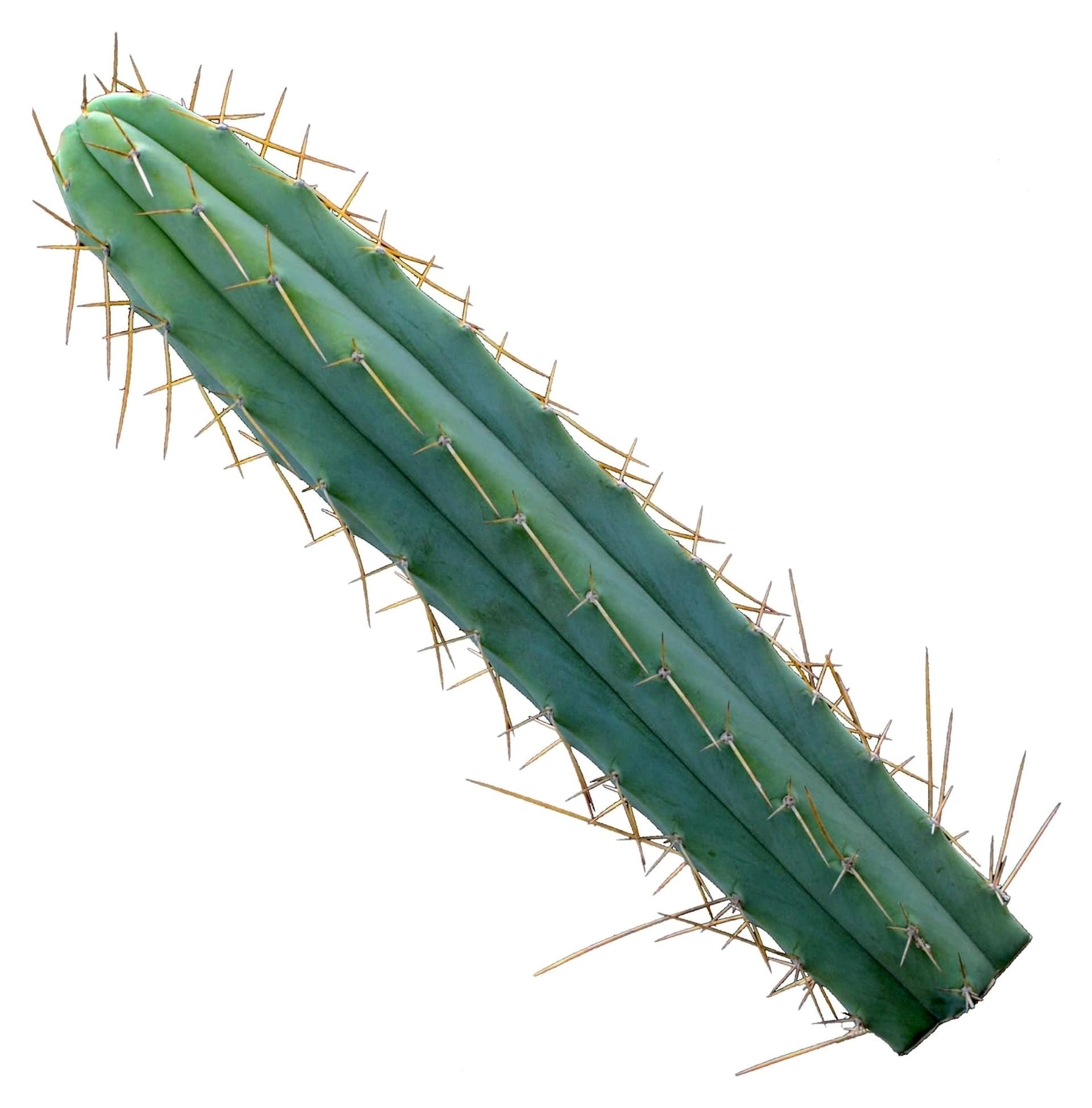Markenlos Trichocereus bridgesii, Echinopsis lageniformis - San Pedro Kopfsteckling 50cm