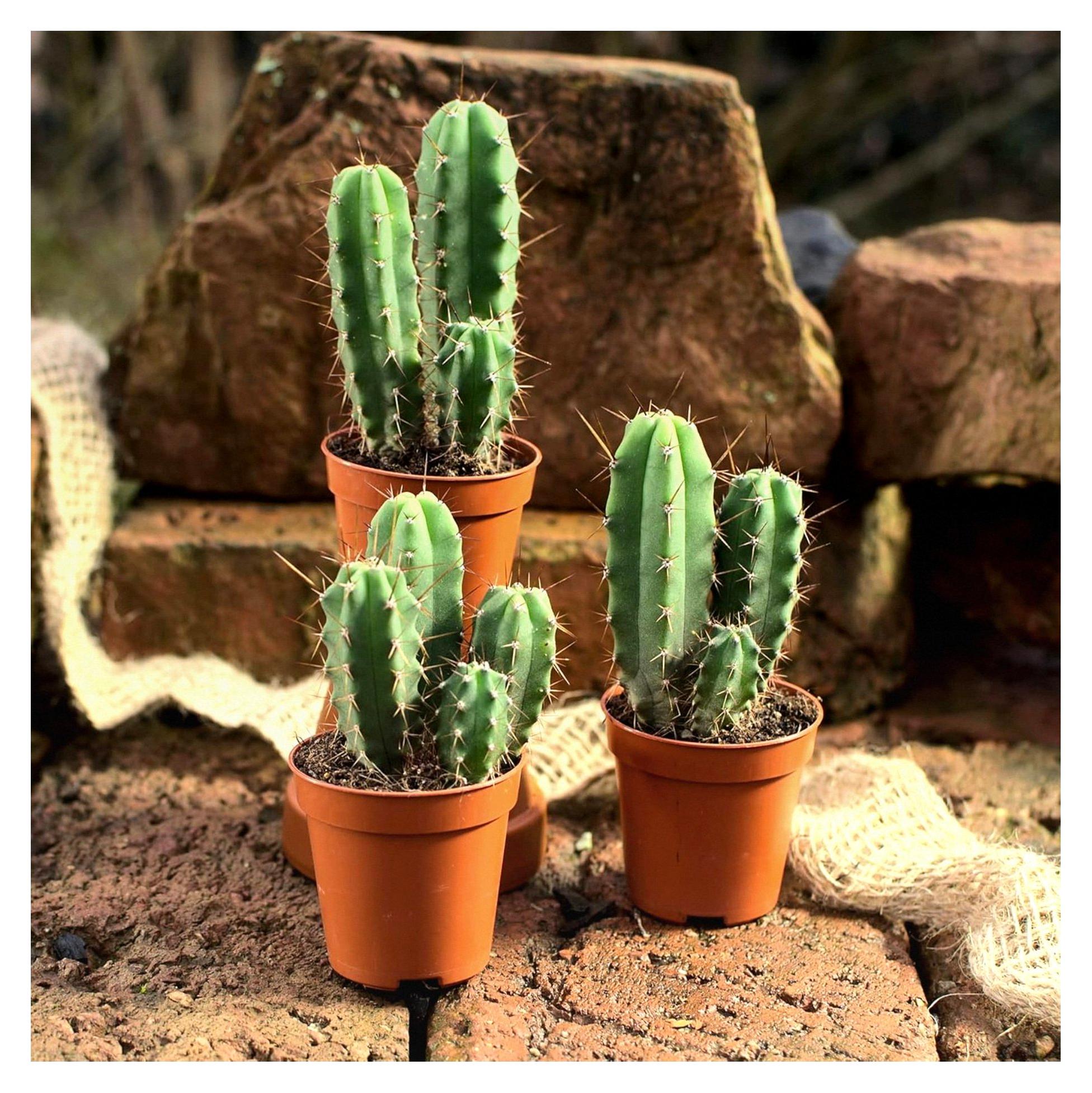 Markenlos Trichocereus bridgesii (Echinopsis lageniformis), 10 Pflanzen in 3 Töpfen.