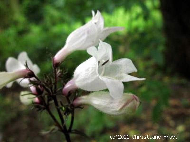 Fechner Pflanzen Fingerhutförmiger Bartfaden Husker's Red , Co. 2 L