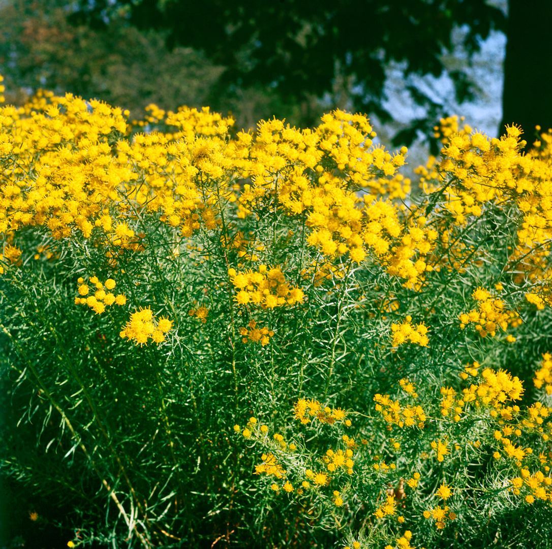 Pflanzen-für-dich.de Aster linosyris, Goldhaar-Aster, gelb, ca. 9x9 cm Topf