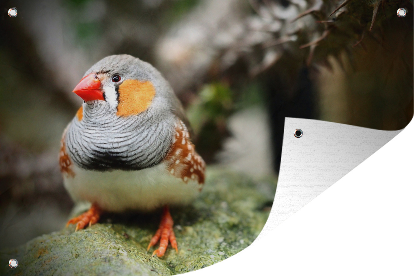 MuchoWow® 60x40 cm Outdoor-Poster Gartendeko Sichtschutz Garten Poster für den Garten Ein Zebrafink sitzt auf einem Ast 133|3724408