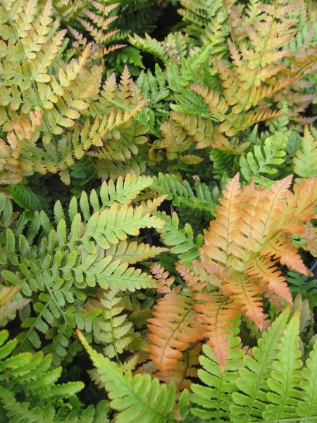 Baumschule Rotschleierfarn Autumn - Dryopteris erythrosora im 5 Liter Topf - 30-40cm