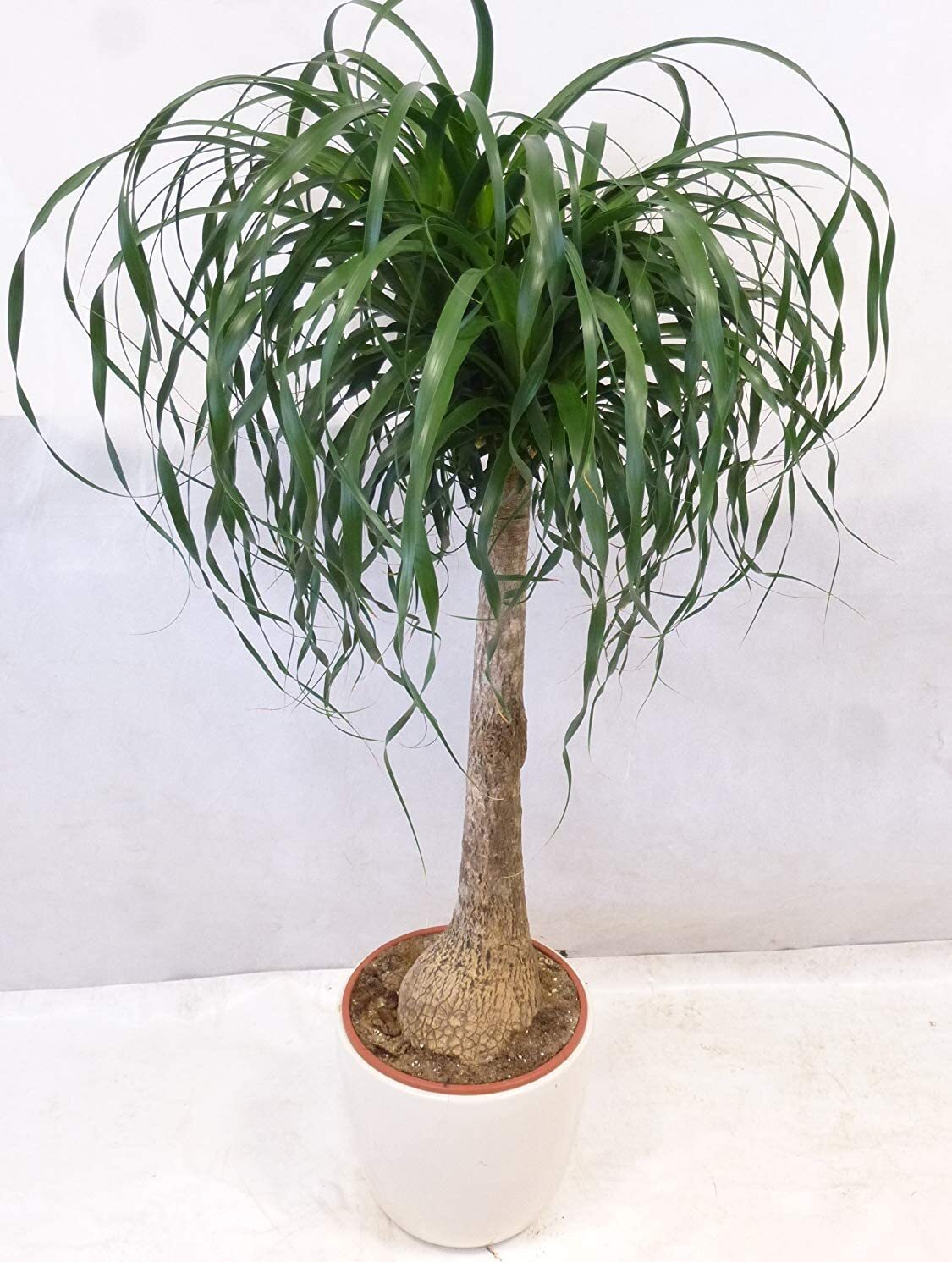 Elefantenfuß Pflanze 100cm - Nolina Beaucarnea Zimmerpflanze Im 23cm Topf