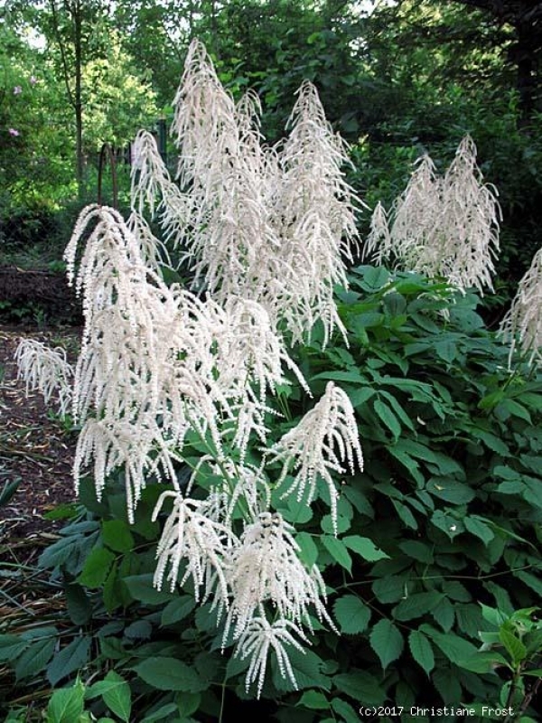 Fechner Pflanzen 6 x Wald-Geißbart - weiße Blüte - Leitstaude - TB 9