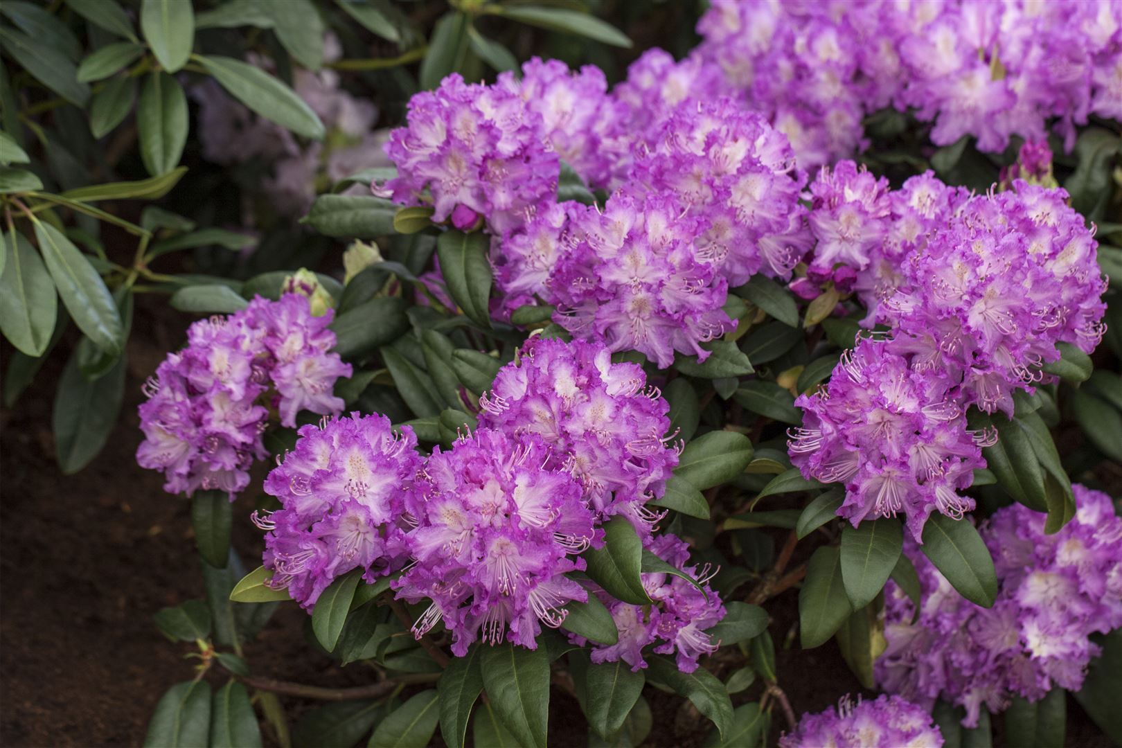 Pflanzen-für-dich.de Rhododendron Hybr. 'Alfred', Rhododendron, rosa Blüten, 50–60 cm