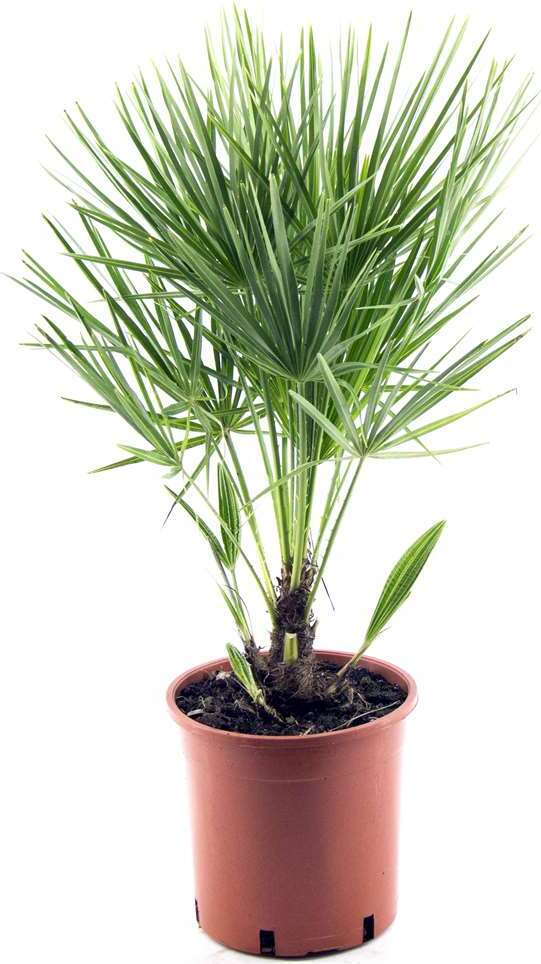 Blumen-Senf Winterharte Zwergpalme 30-35 cm Chamaerops humilis Eine der kältetolerantesten Palmenarten in Europa