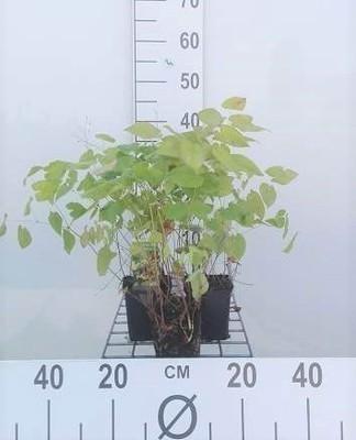 GRDplanten 6 x Epimedium pinn. 'Colchicum' - Elfenblume - Topf 9 x 9 cm