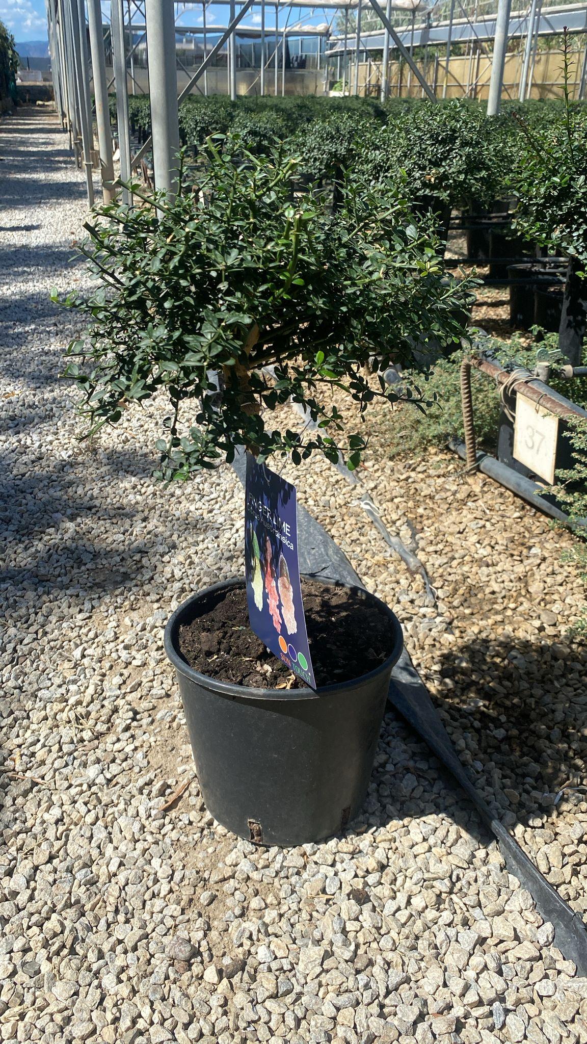 Blumen-Senf Caviarlimette Fingerlimette Citrus australasica Stämmchen 50–60 cm – exotische Zitruspflanze im Topf