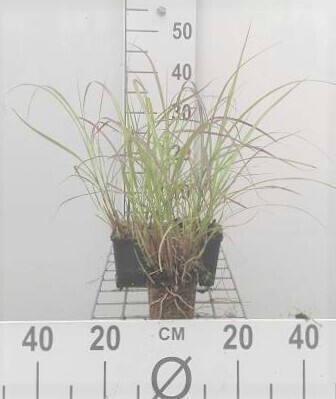 GRDplanten 6 x Miscanthus sin. 'Krater' - Chinaschilf - Topf 9 x 9 cm