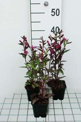 GRDplanten 6 x Lobelia 'Tania' - Lobelie - Topf 9 x 9 cm