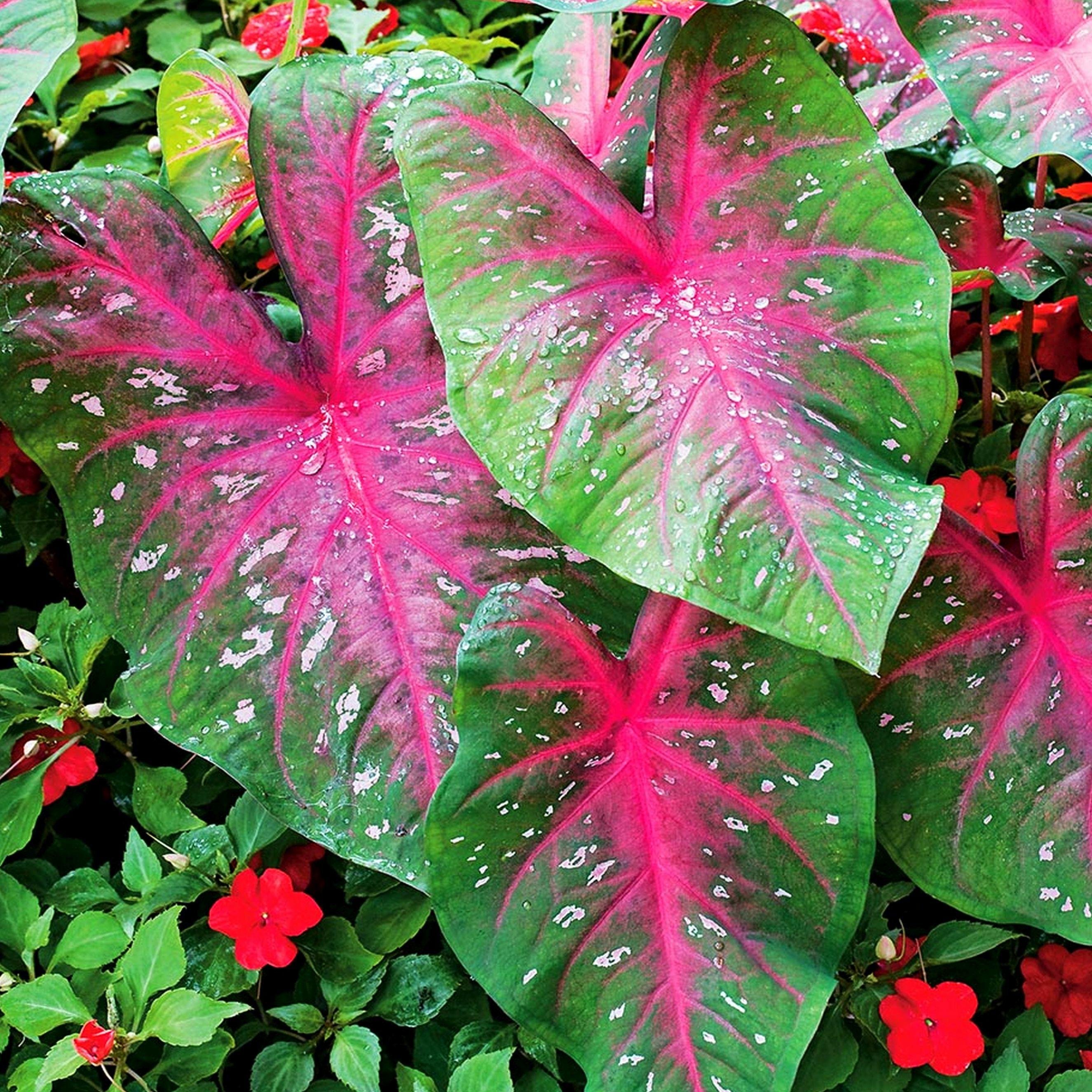 Benex Caladium Knolle bunt Buntblätter Kaladien Buntwurz Kaladium Red Flash 1 St. VI-IX