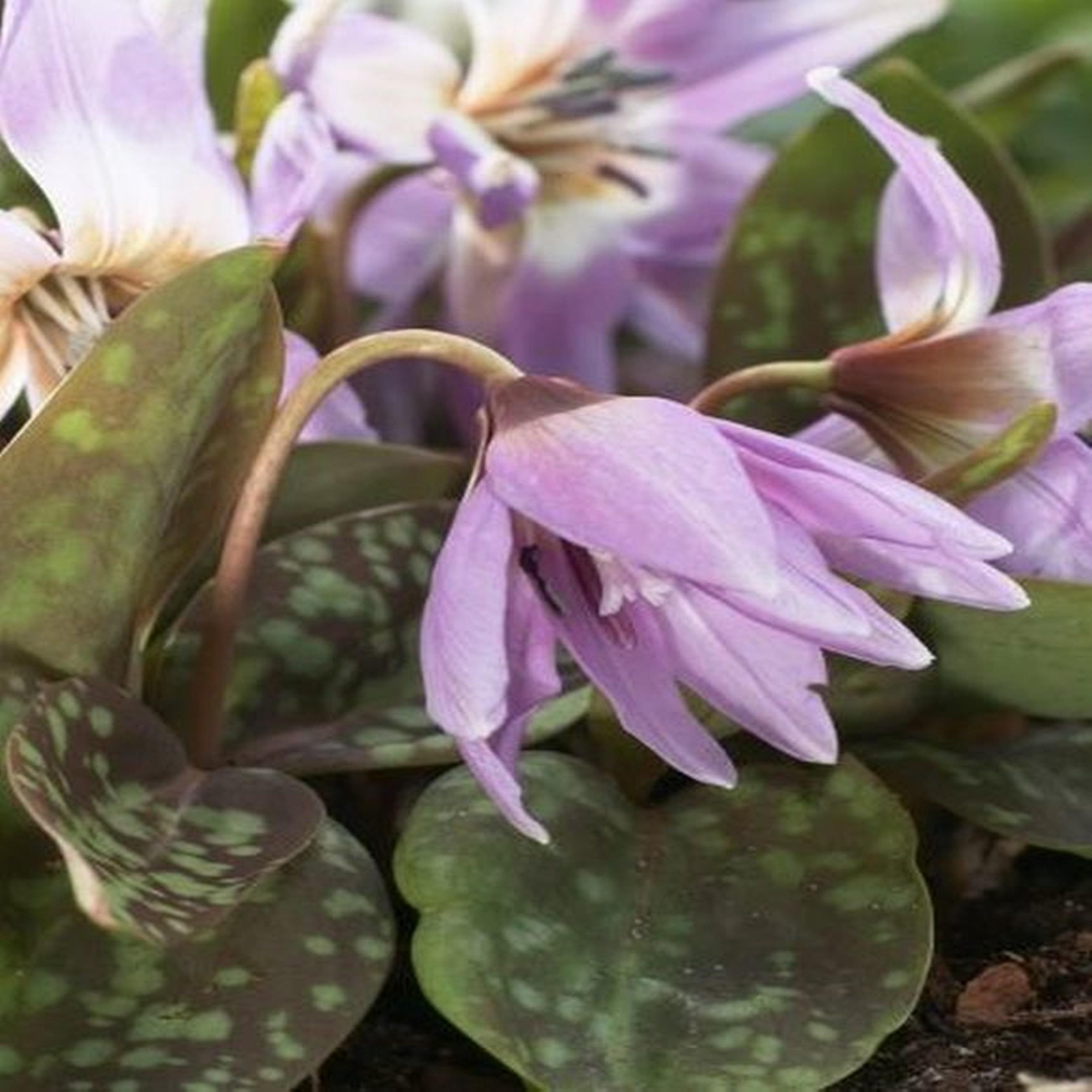 Benex Erythronium Zwiebel Blumenzwiebeln Blumen Hundszahn Lilac Wonder 1 St.