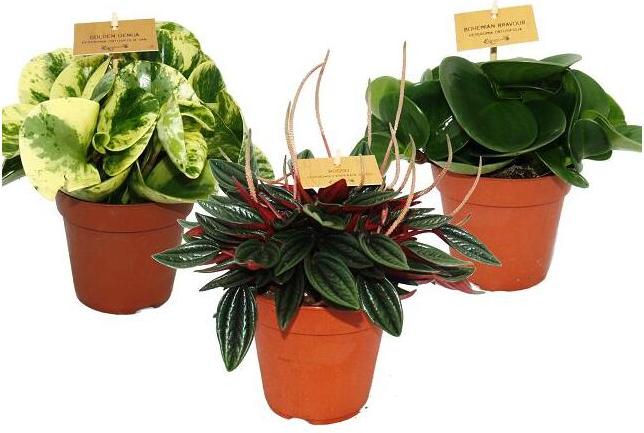Exotenherz Zwergpfeffer-3er Set, Peperomia, Eden-Mix, 3 Pflanzen im 12cm Topf 08122014669