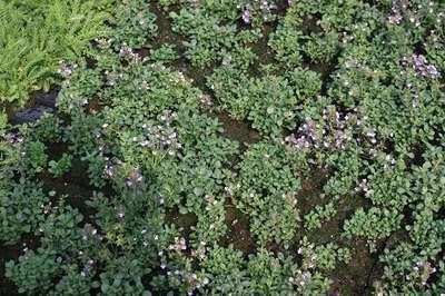 GRDplanten 6 x Chaenorhinum orig. 'Blue Dream' - Kleines Leinkraut - Topf 9 x 9 cm