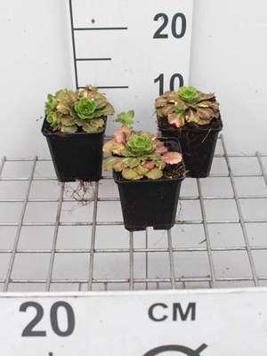 GRDplanten 6 x Saxifraga urbium 'Variegata' - Steinbrech - Topf 9 x 9 cm