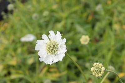 GRDplanten 6 x Scabiosa cauc. 'Alba' - Skabiose - Topf 9 x 9 cm
