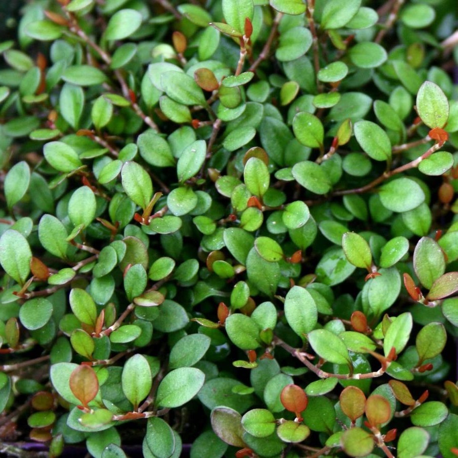 Arborix, grüner und billiger 6 x Muehlenbeckia axillaris - Muehlenbeckia axillaris (= complexa) | Topf 9cm x 9cm VPL-MUAXILLA_124