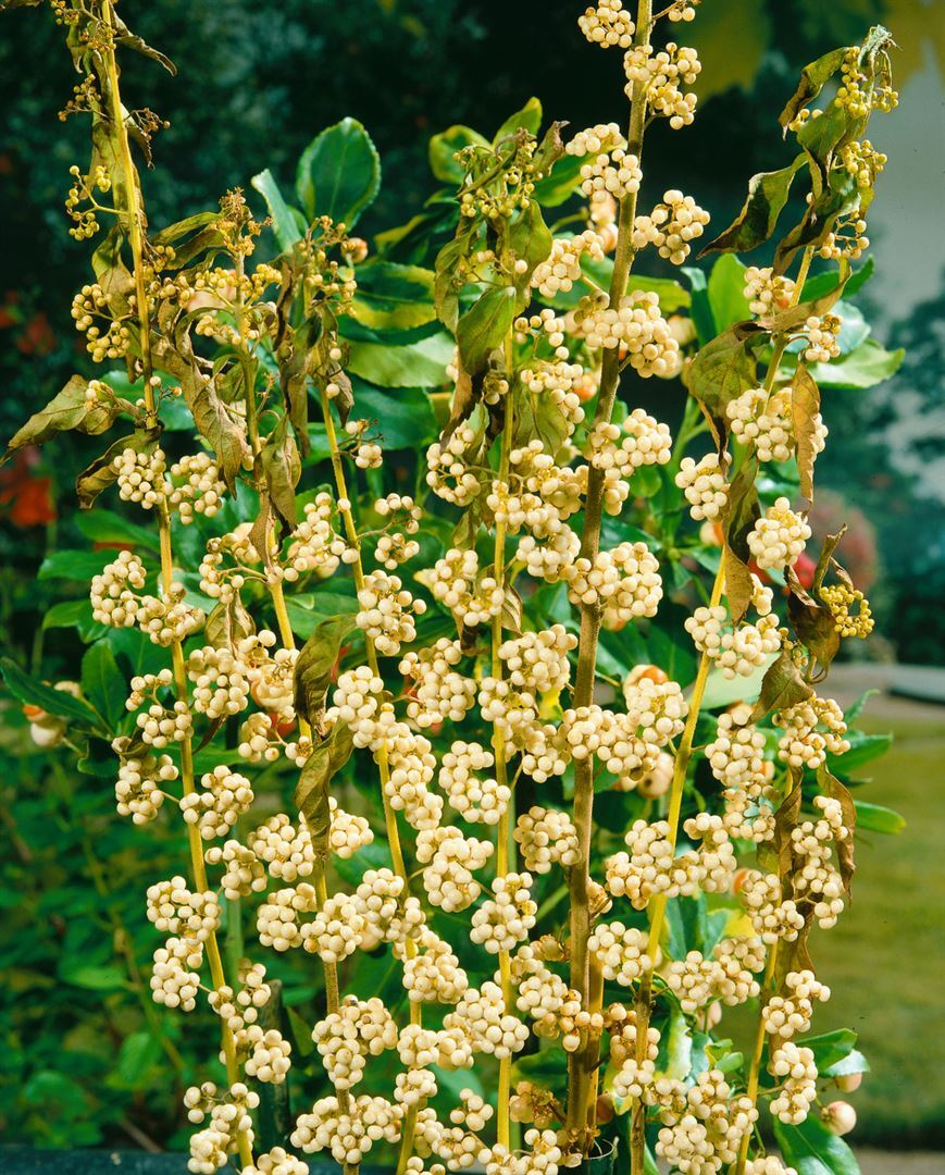 Pflanzen-für-dich.de Callicarpa japonica 'Leucocarpa', Schönfrucht, weiße Beeren, 80–100 cm