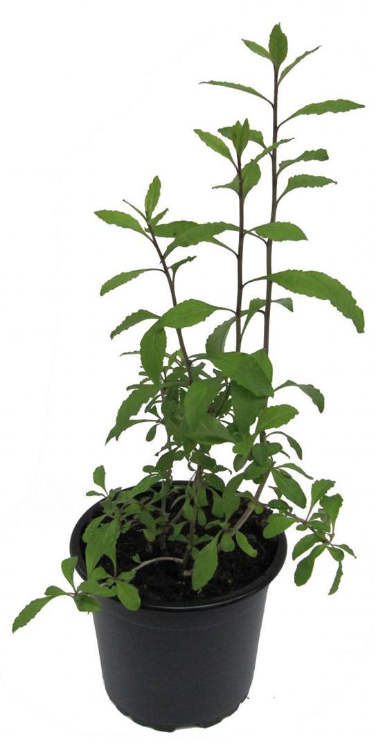 Gaertnerei Enseleit Enseleits Goji Beere (Lycium barbarum)