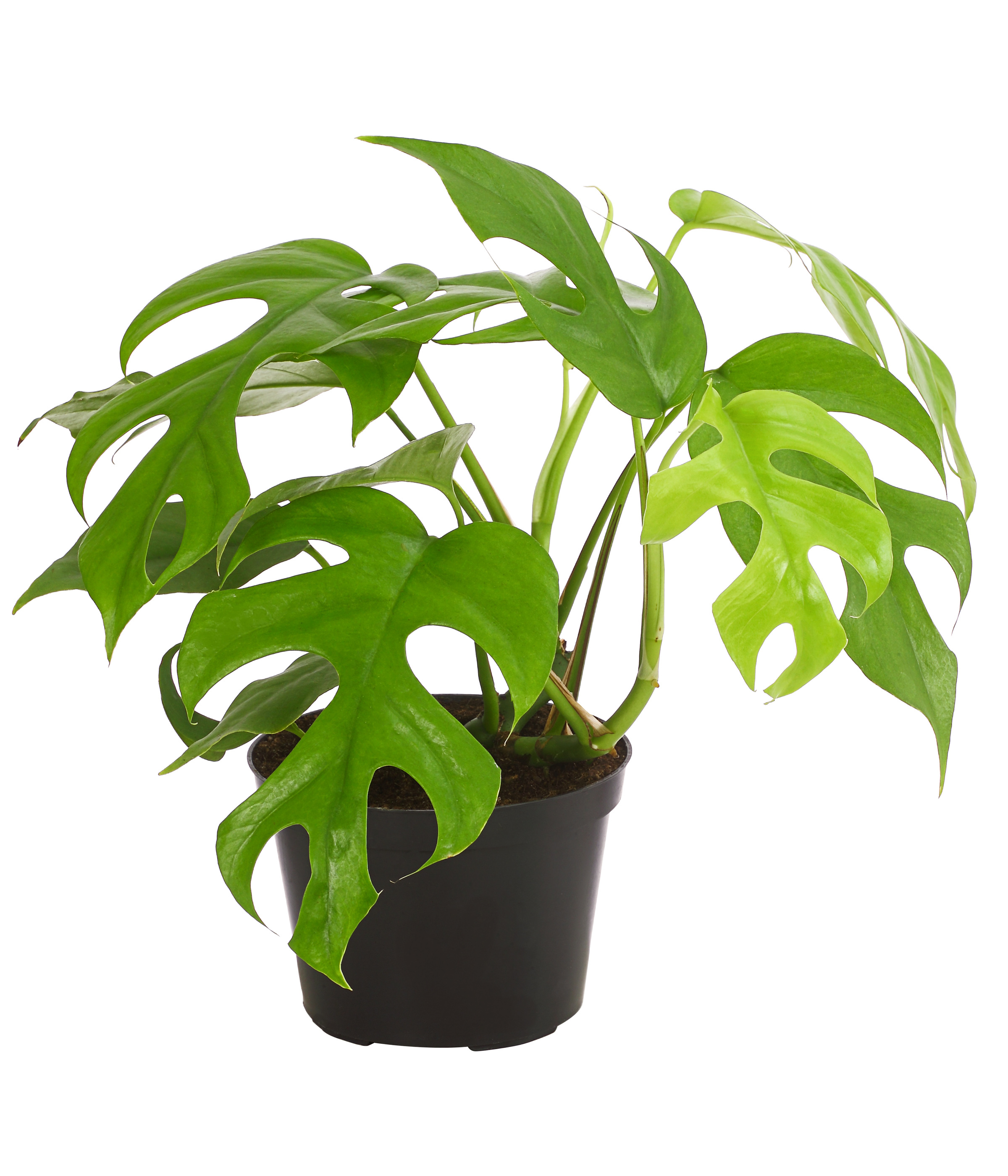 Dehner Fensterblatt Monstera minima, Rhaphidophora