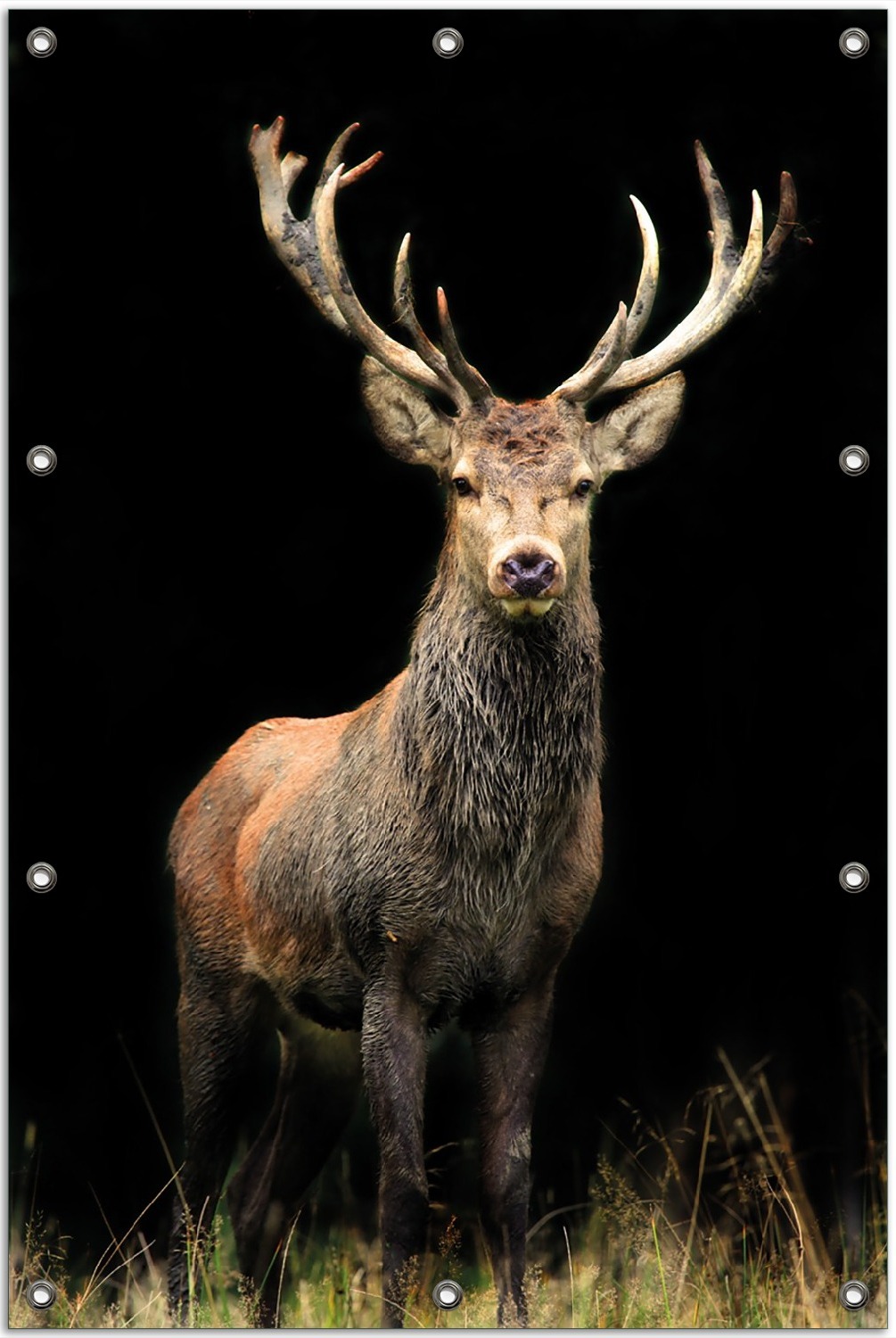 Wallario Outdoor-Poster für Garten oder Balkon, Motiv Stattlicher Rothirsch, in ca. 80 x 120 cm goban0314-80120