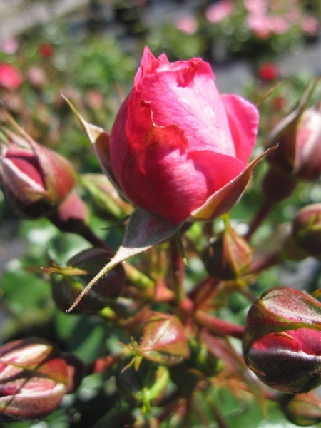 Baumschule Rosa Moin Moin ® - Stammrose Moin Moin ® - Kordes Rose - ADR Rose