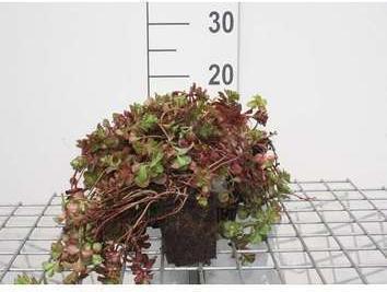 GRDplanten 6 x Sedum spur. 'Fuldaglut' - Fettblatt - Topf 9 x 9 cm