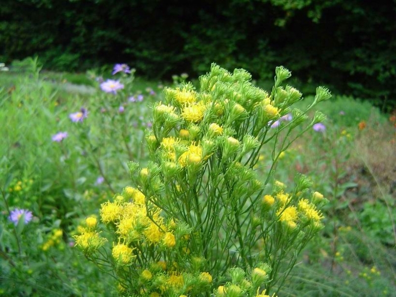 Fechner Pflanzen 6 x Goldhaar-Aster - Europäische Wildaster - gelb - Tb 9