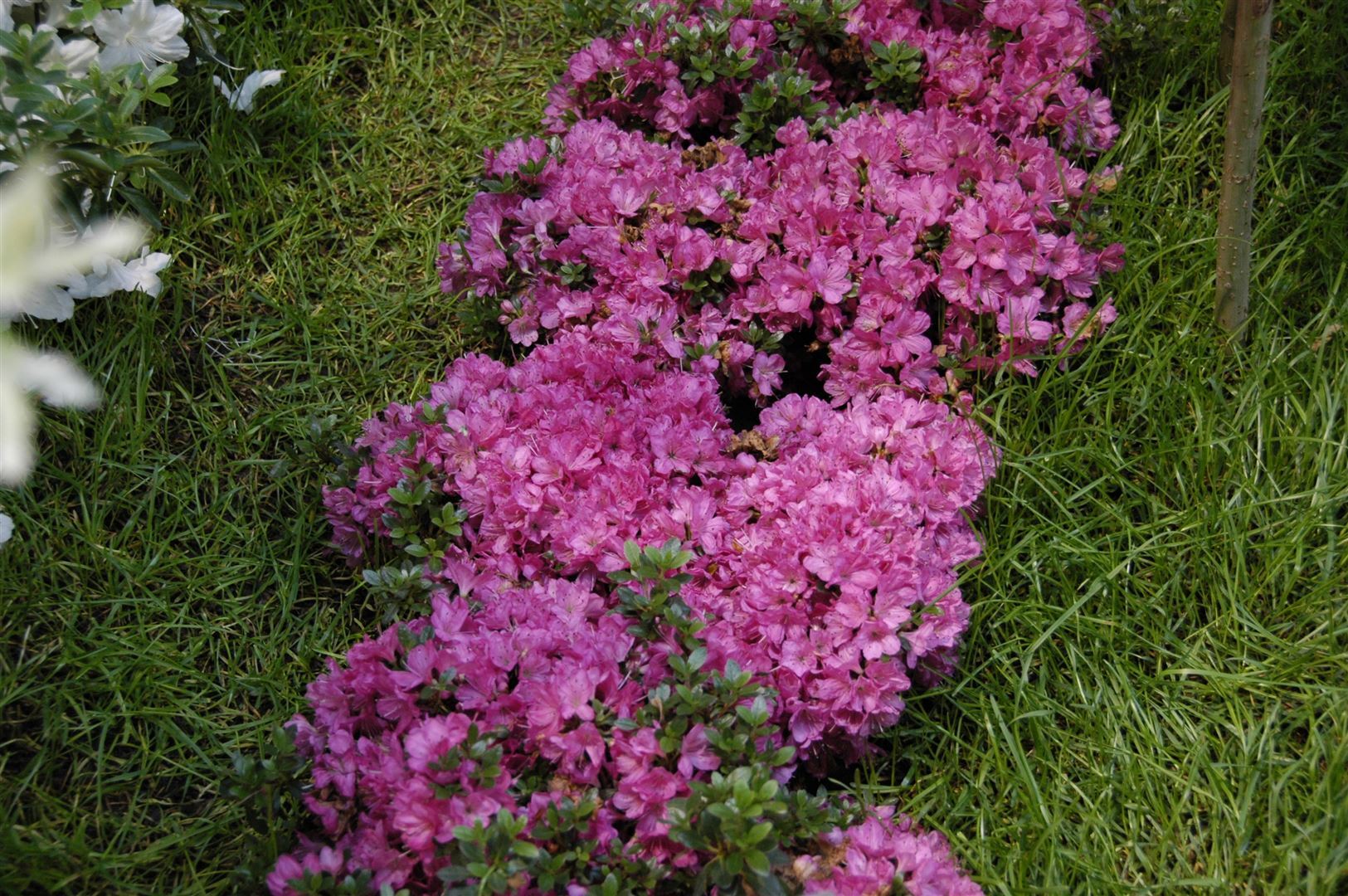 Pflanzen-für-dich.de Rhododendron obtusum 'Anne Frank', Azalee, rosa, 20–25 cm