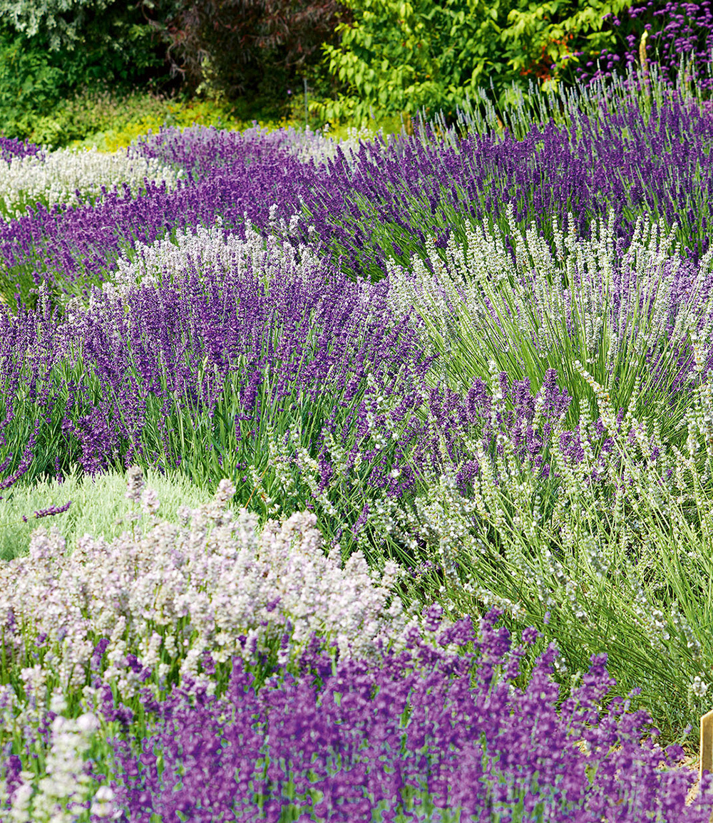 Baldur-Garten BALDUR Garten 6er Lavendel-Mix 'Weiß & Blau', Pflanzen im 9x9 cm-Topf, blau-weißes Blütenmeer, duftende Blüten, pflegeleicht, trockenheitsresistent, winterhart & mehrjährig, lange blühend