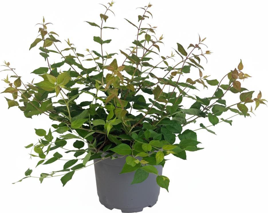 Pflanzen-für-dich.de Kolkwitzia amabilis, Kolkwitzie, rosa Blüten, 40–60 cm 7420