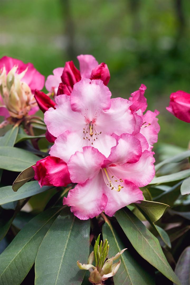 Pflanzen-für-dich.de Rhododendron 'Lem's Monarch', Rhododendron, rosa-rot, 40–50 cm