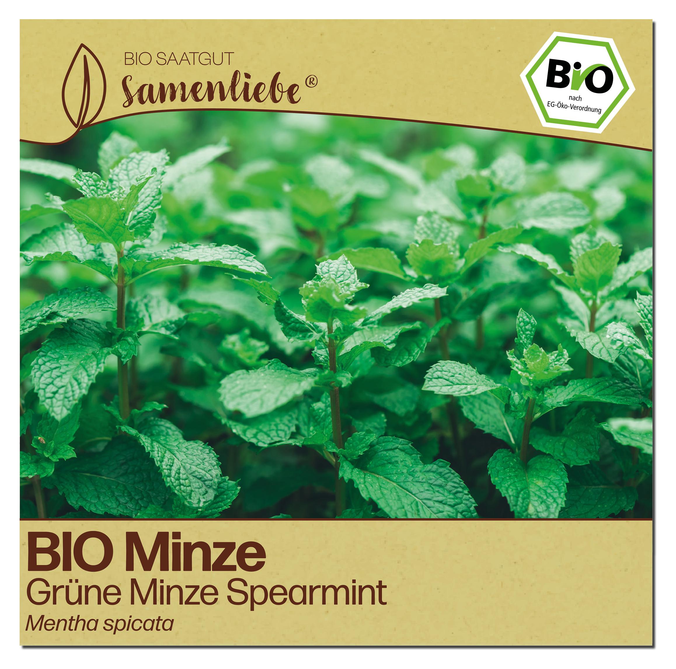 Samenliebe Minze Samen | Grne Cocktail-Minze - winterhart